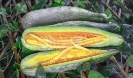 贵州网红大叔吃瓜